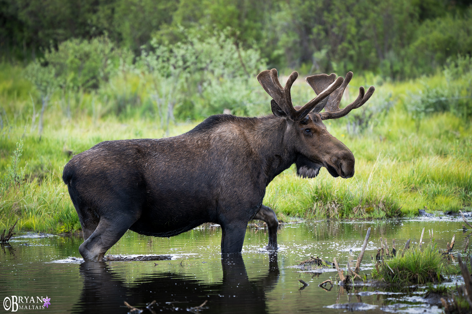 bull moose colorado wildlife photography prints