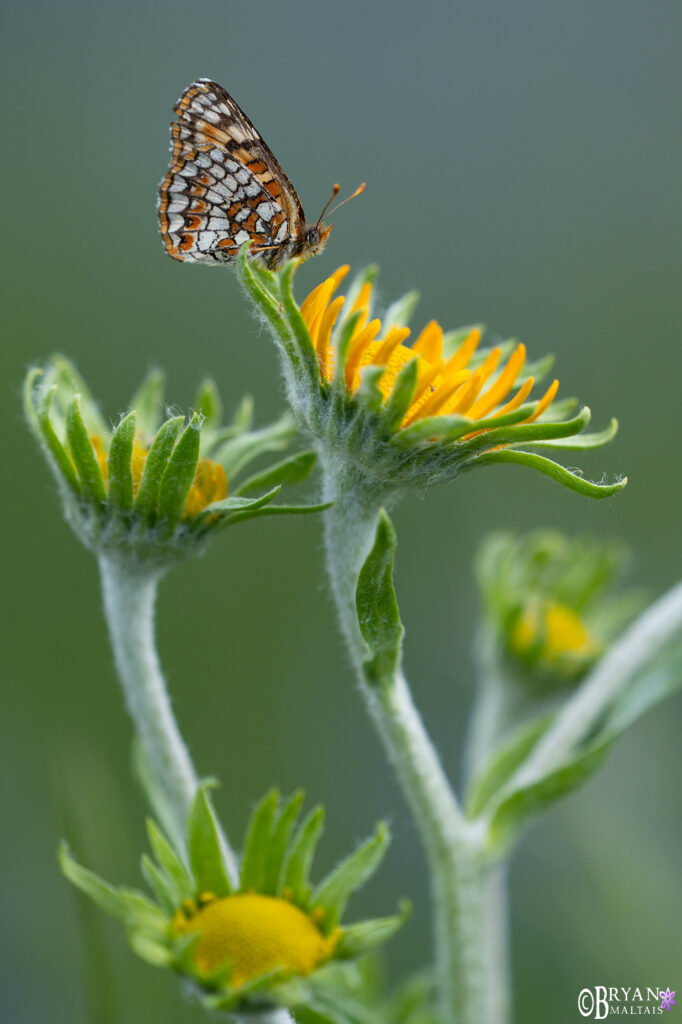 checkerspot butterfly crested butte