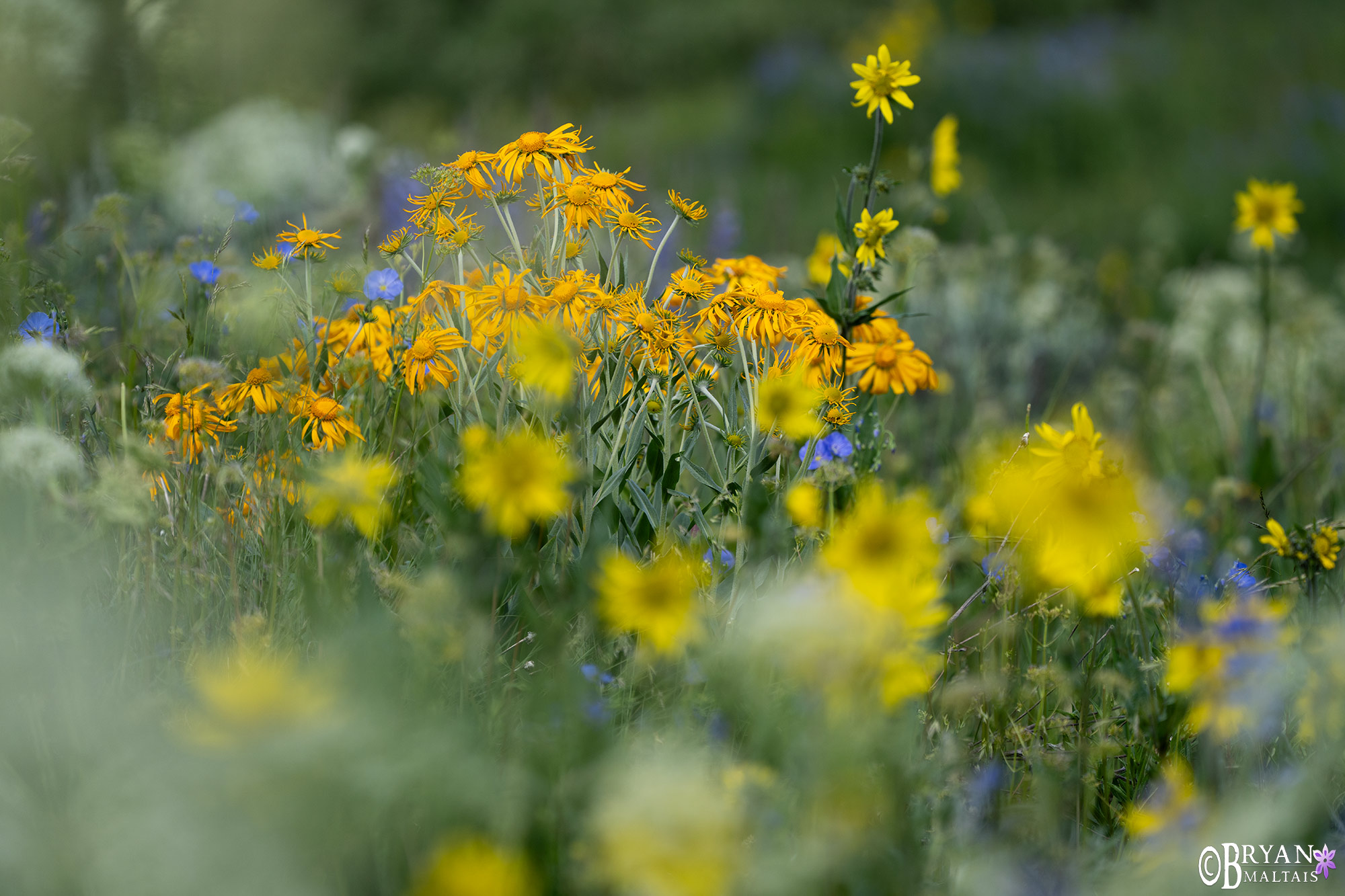 crested butte wildflower photos orange sneezeweed