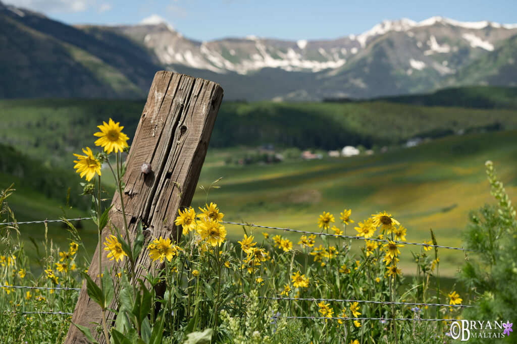 crested butte wildflowers fence post photo prints