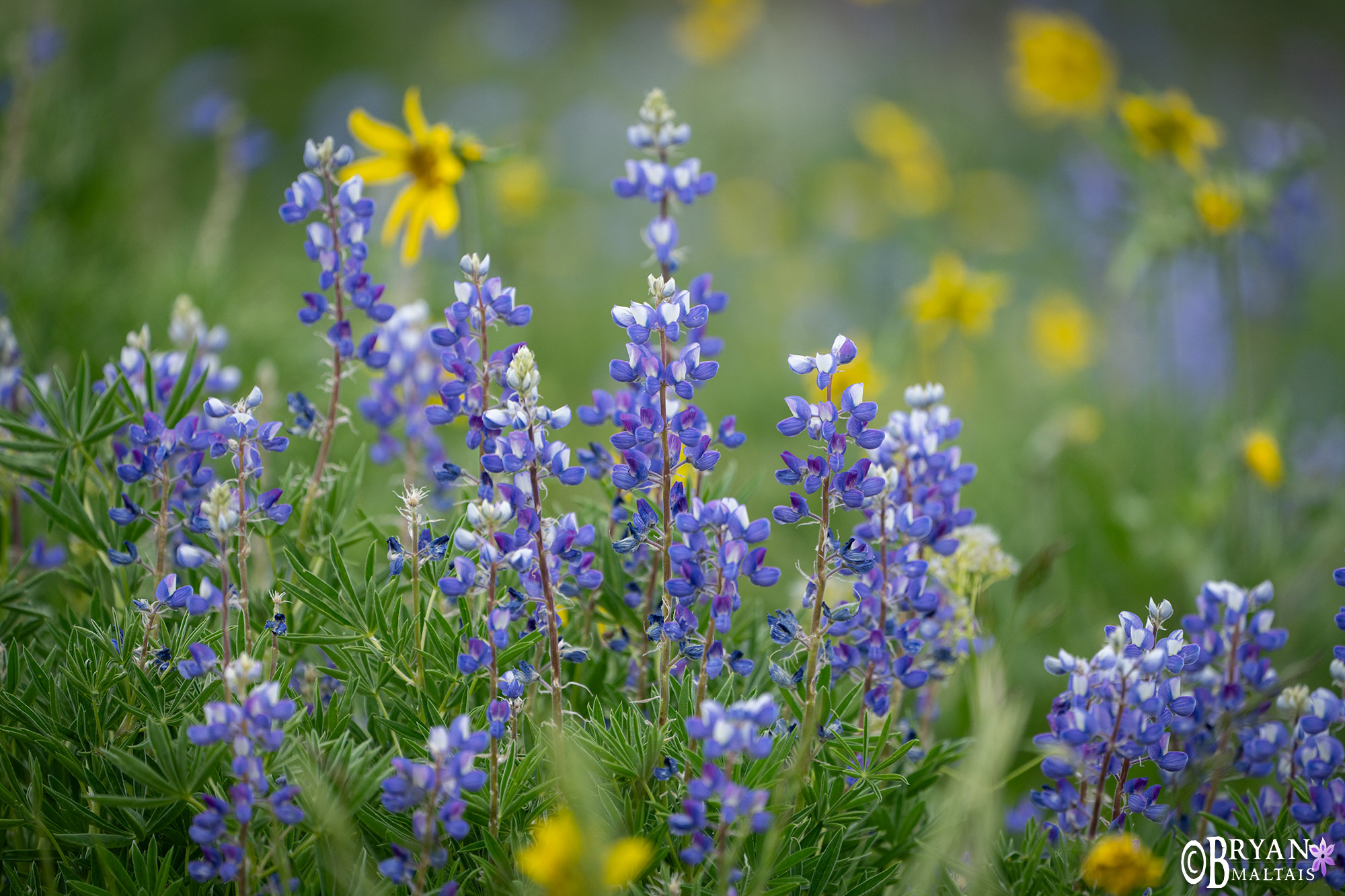 crested butte wildflowers lupine photo prints