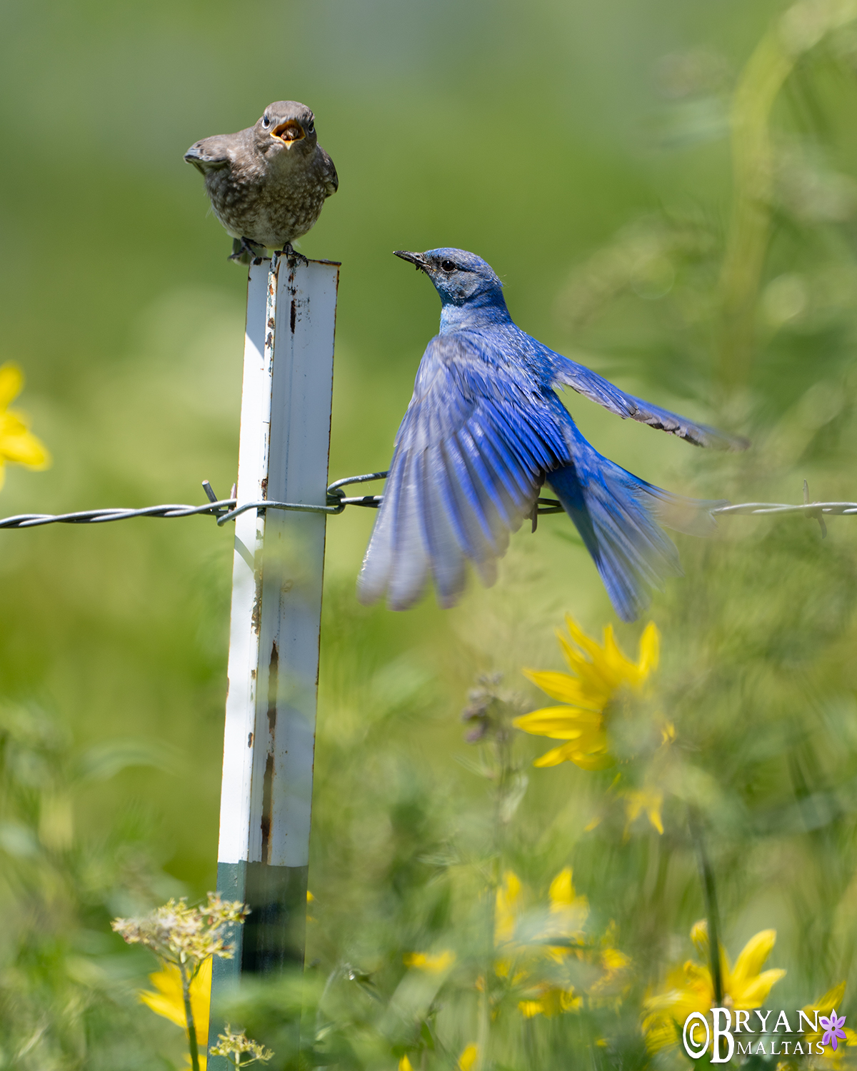 mountain bluebird feeding chick crested butte colorado photo print