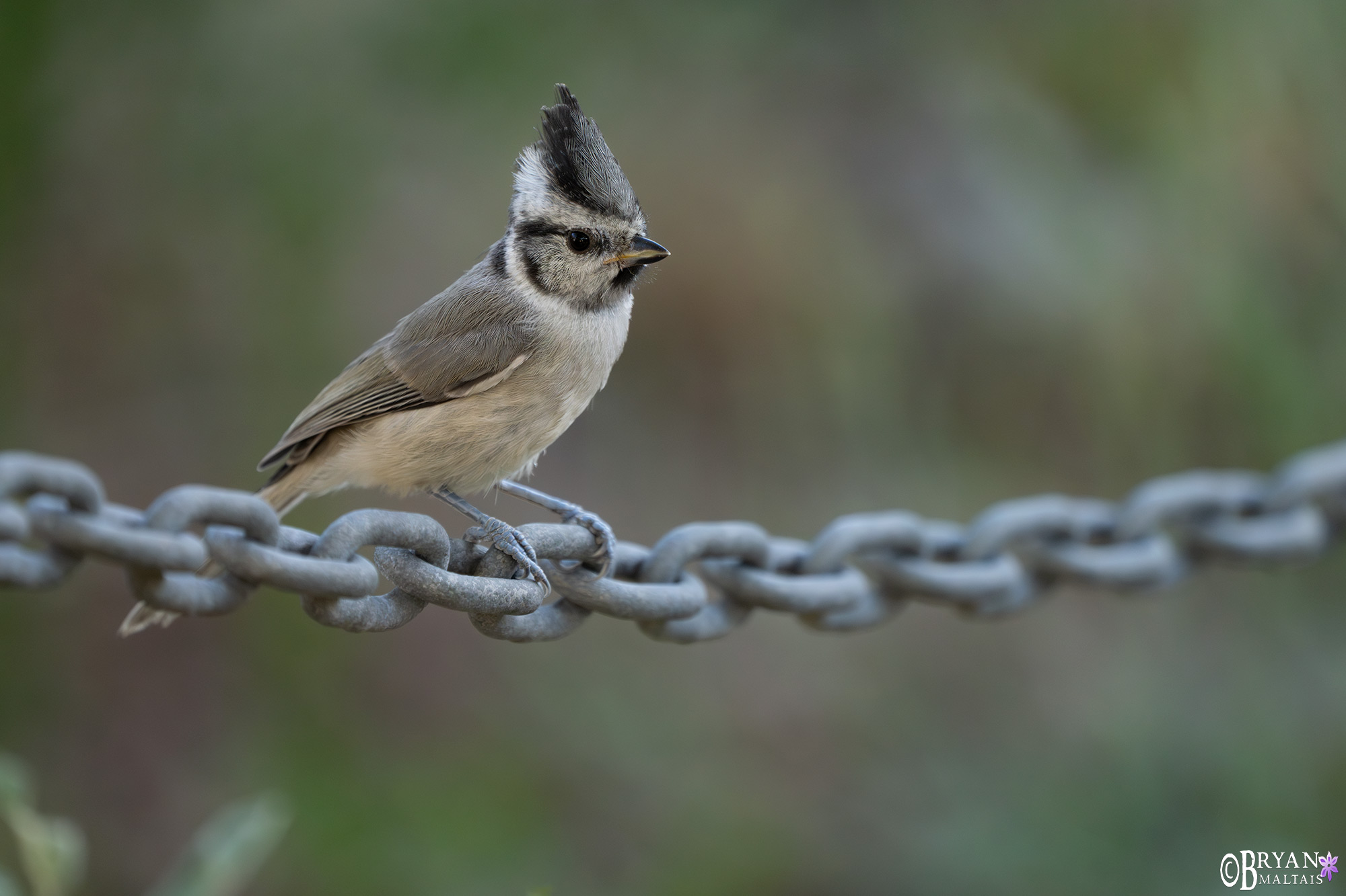 Bridled Titmouse sierra vista arizona photo print