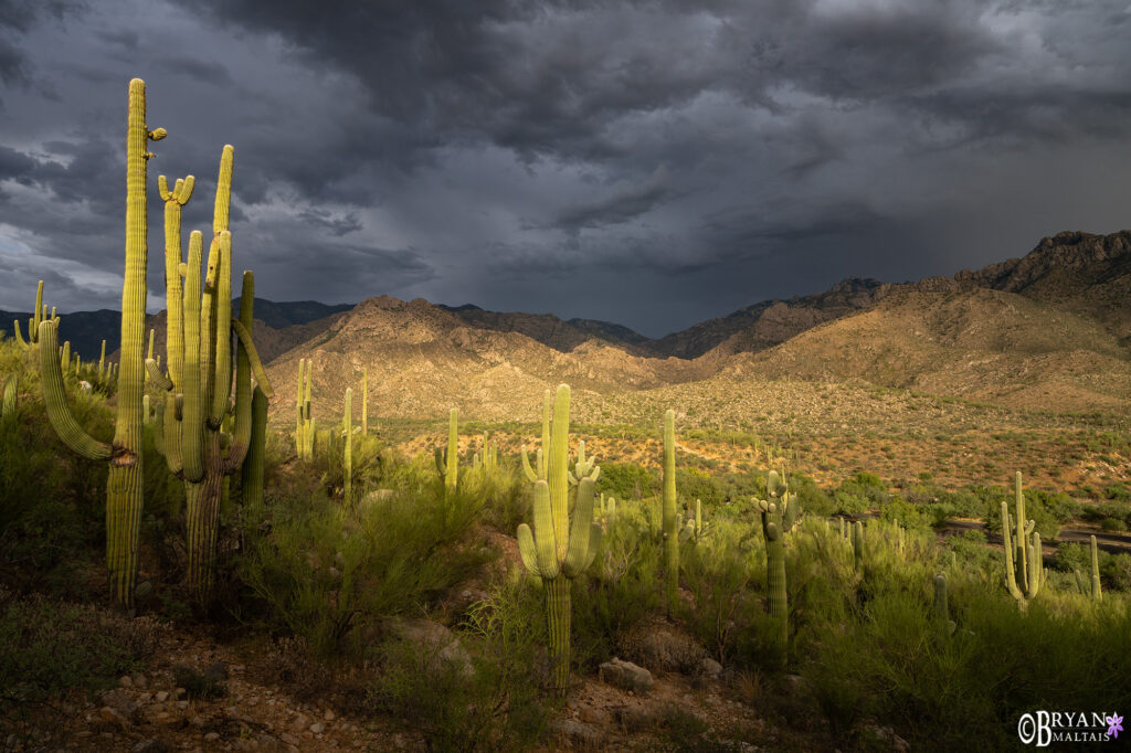 Catalina-State-Park-Saguaro-Tucson-Photo-Landscape-Print