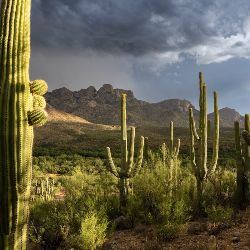 Catalina-State-Park-Tucson-AZ-Photo-Print