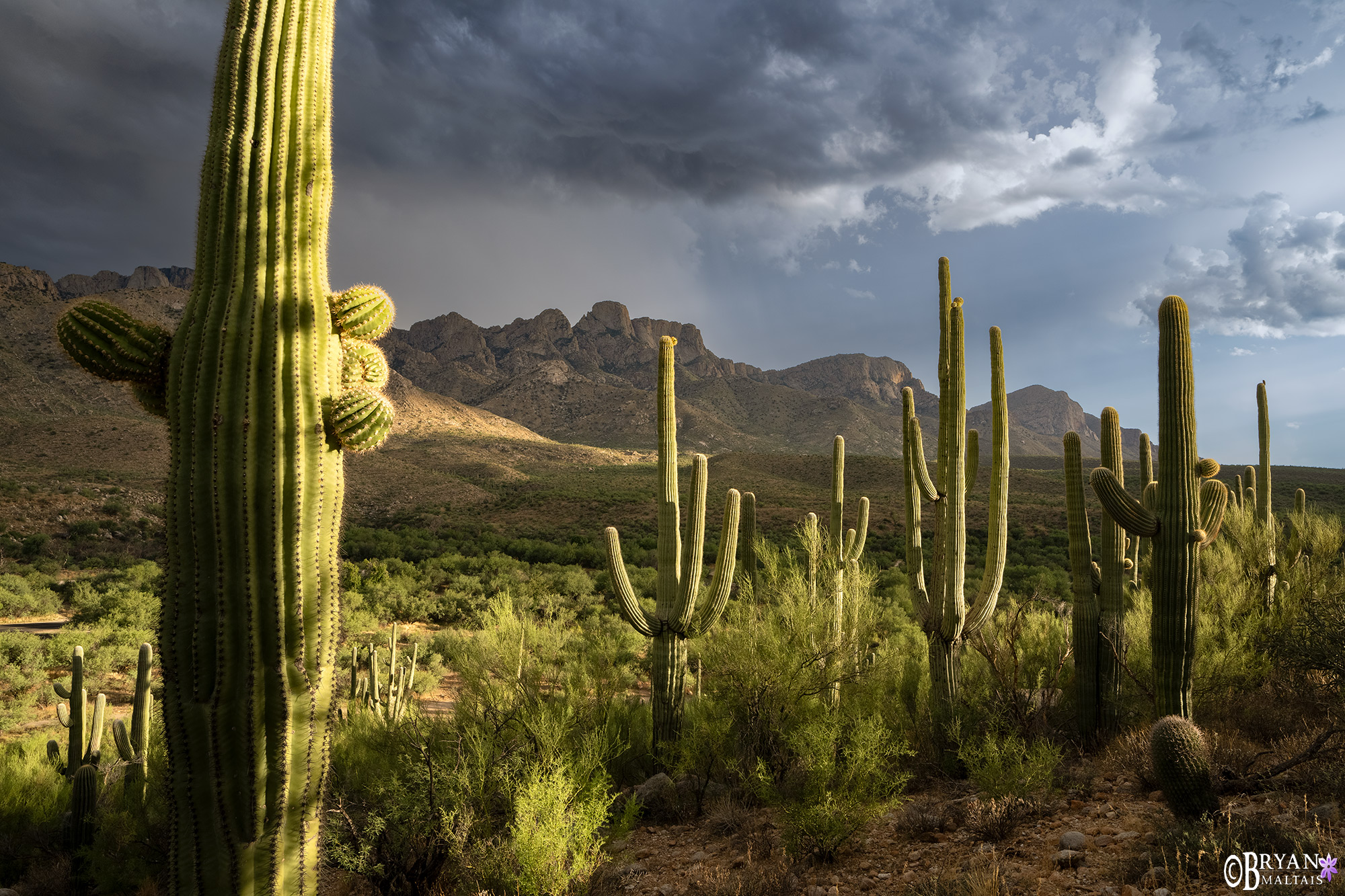 Catalina-State-Park-Tucson-AZ-Photo-Print