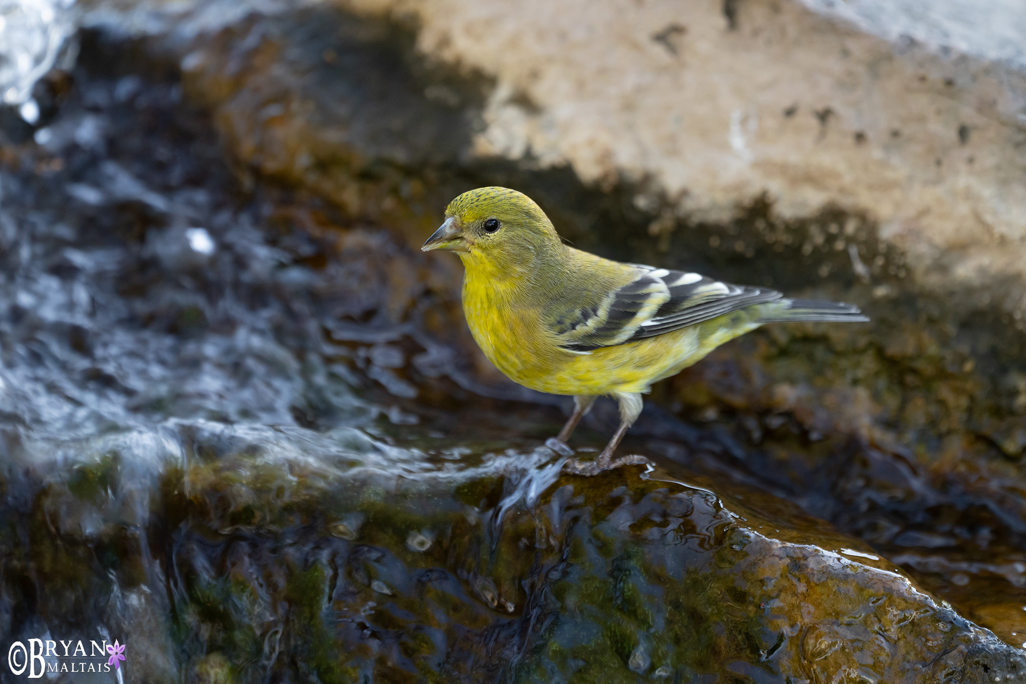 lesser Goldfinch ash canyon bird sanctuary az photo print