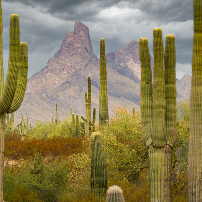 Picacho Peak Saguaro Cactus Forest Arizona Landscape Photo Print