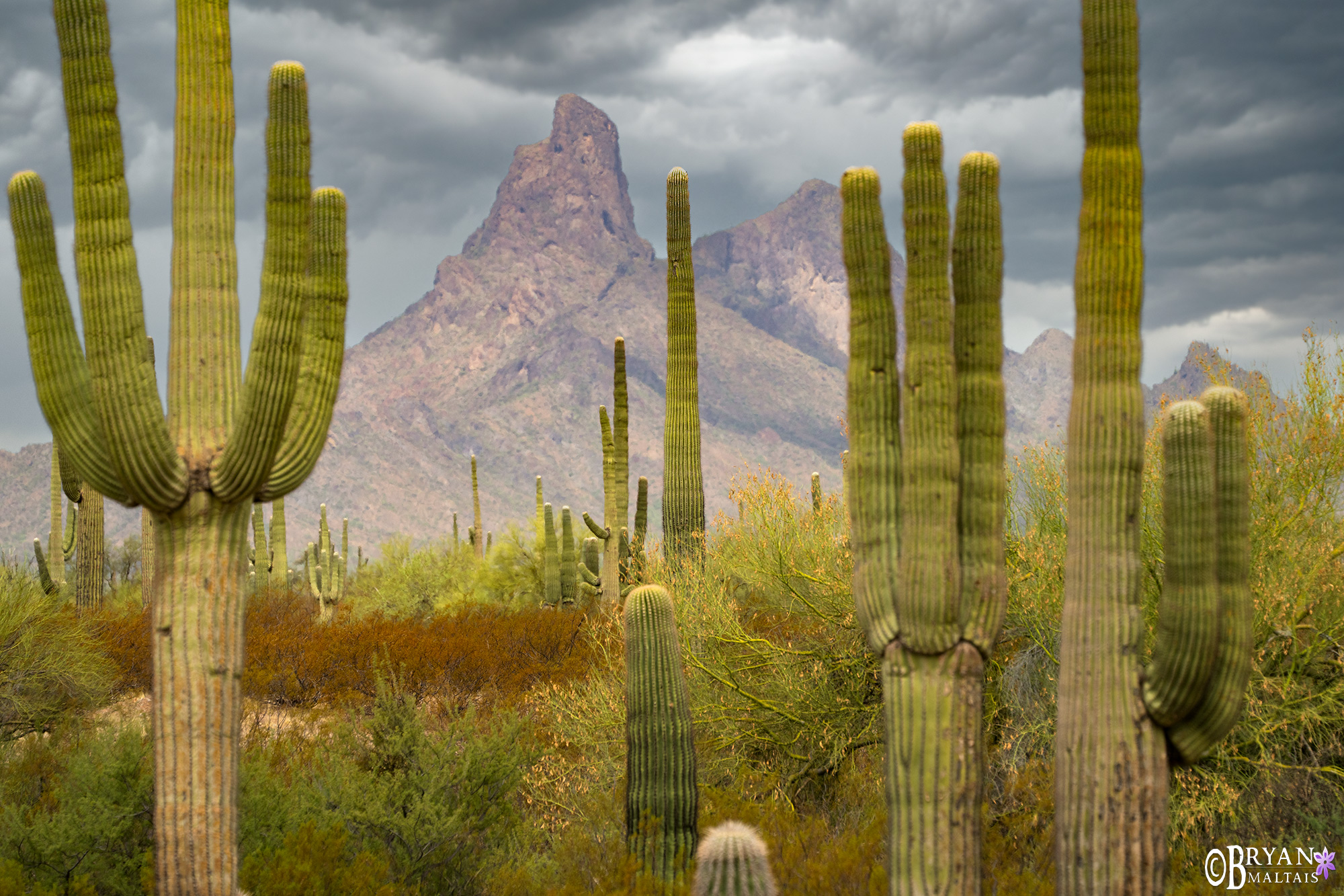 Picacho Peak Saguaro Cactus Forest Arizona Landscape Photo Print