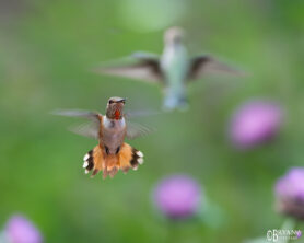 Rufous hummingbird sierra vista az photo print