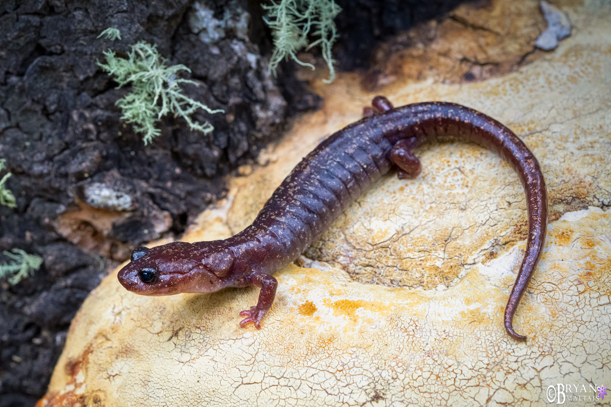 Sacramento Mountain Salamander NM