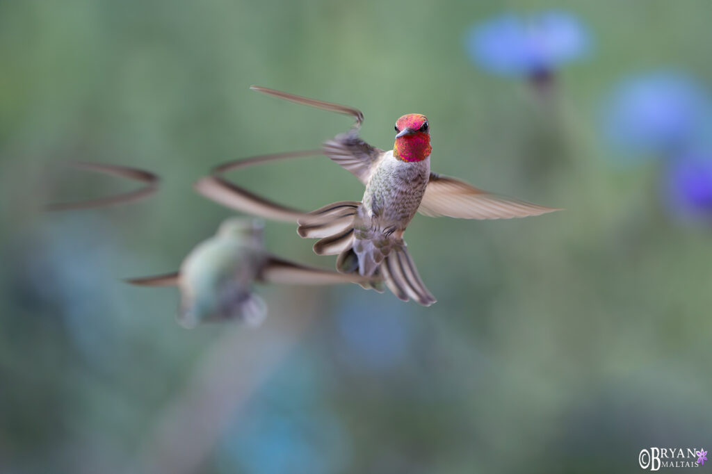 annas hummingbird fight
