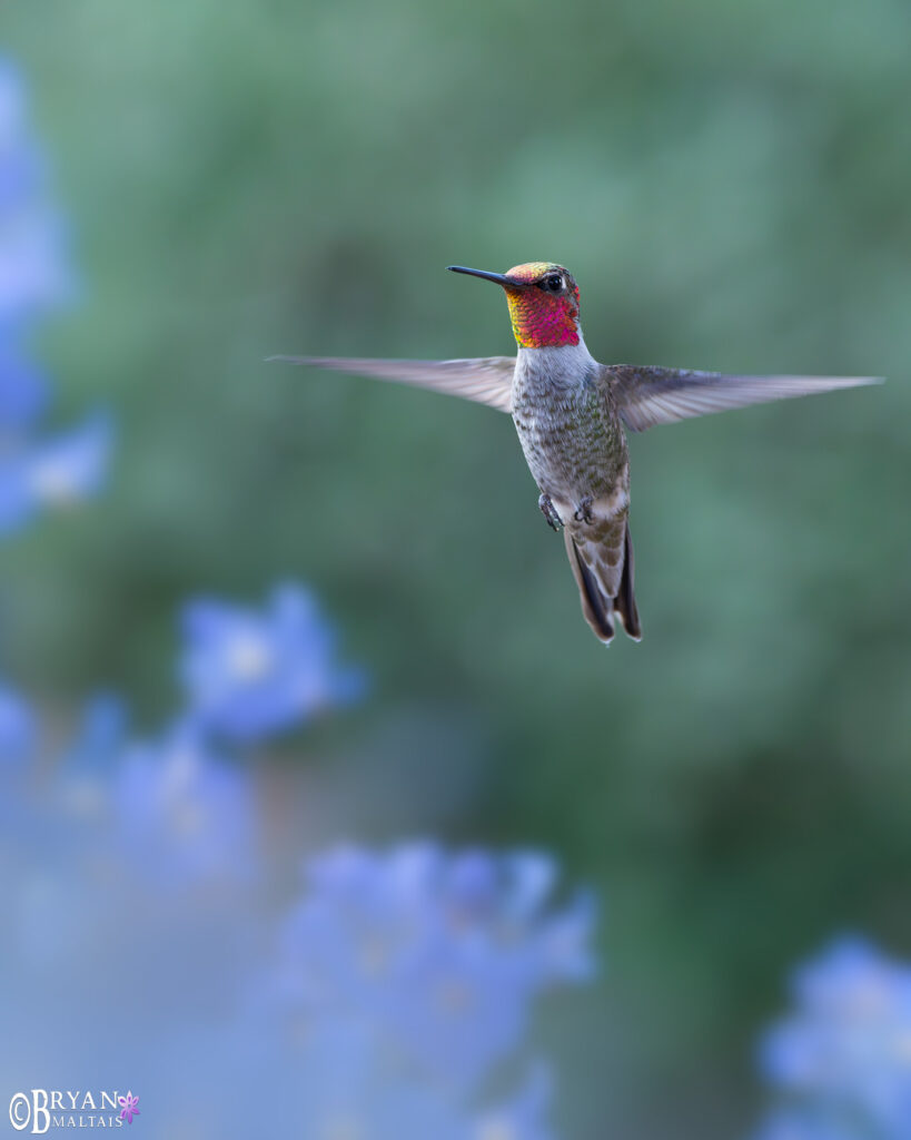 annas hummingbird sierra vista az