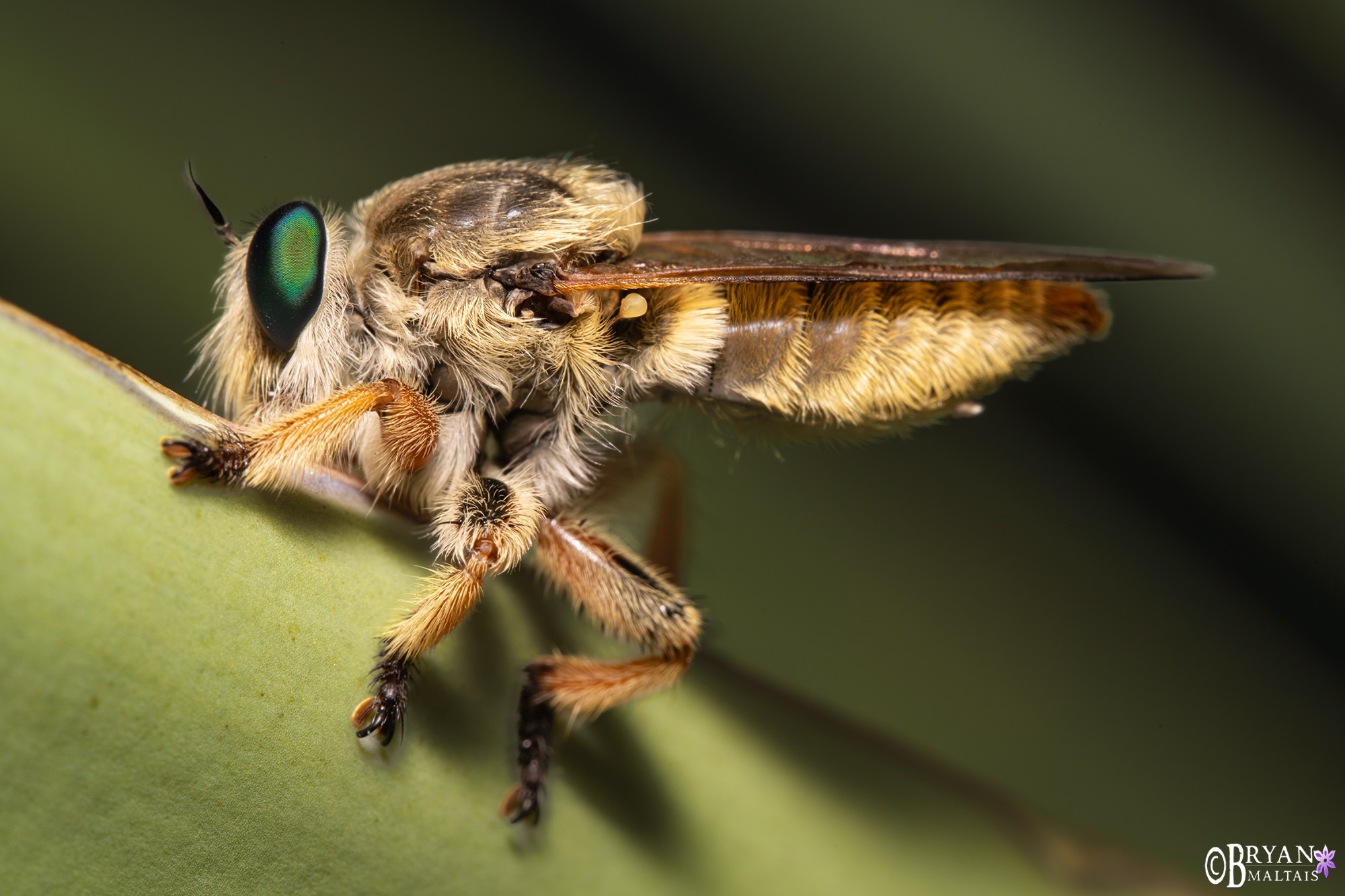 robber fly-south-huachucas