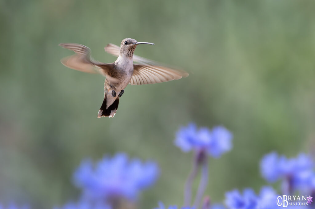 black-chinned hummingbird photo print