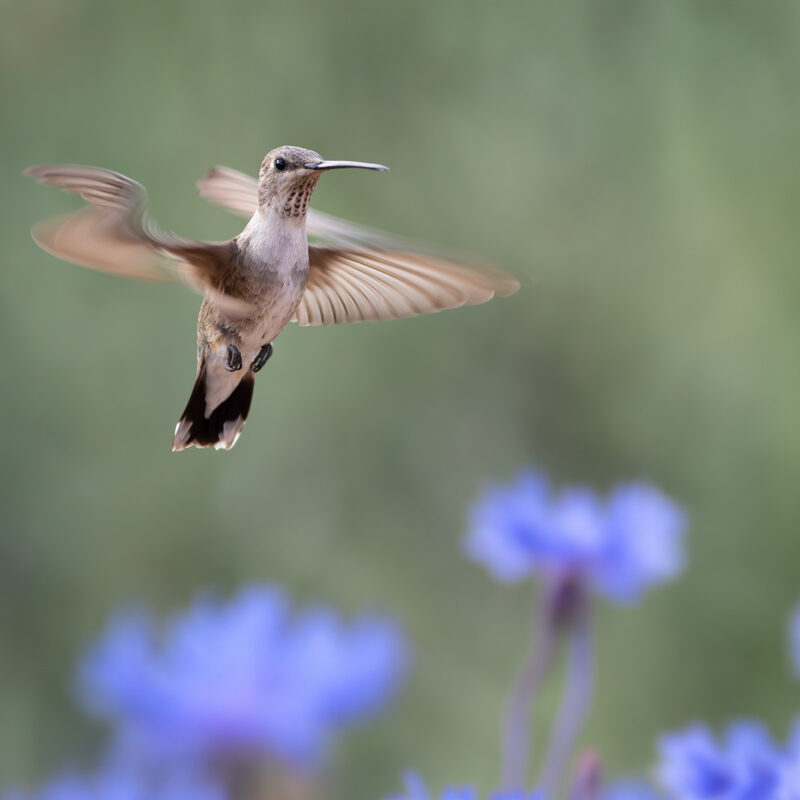 black-chinned hummingbird photo print