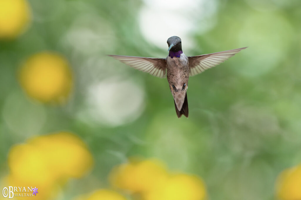 black chinned hummingbird photo print