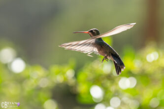 broad-billed hummingbird sierra vista photo print