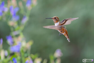 broad tailed humminbird ash canyon sierra vista az photo print 12