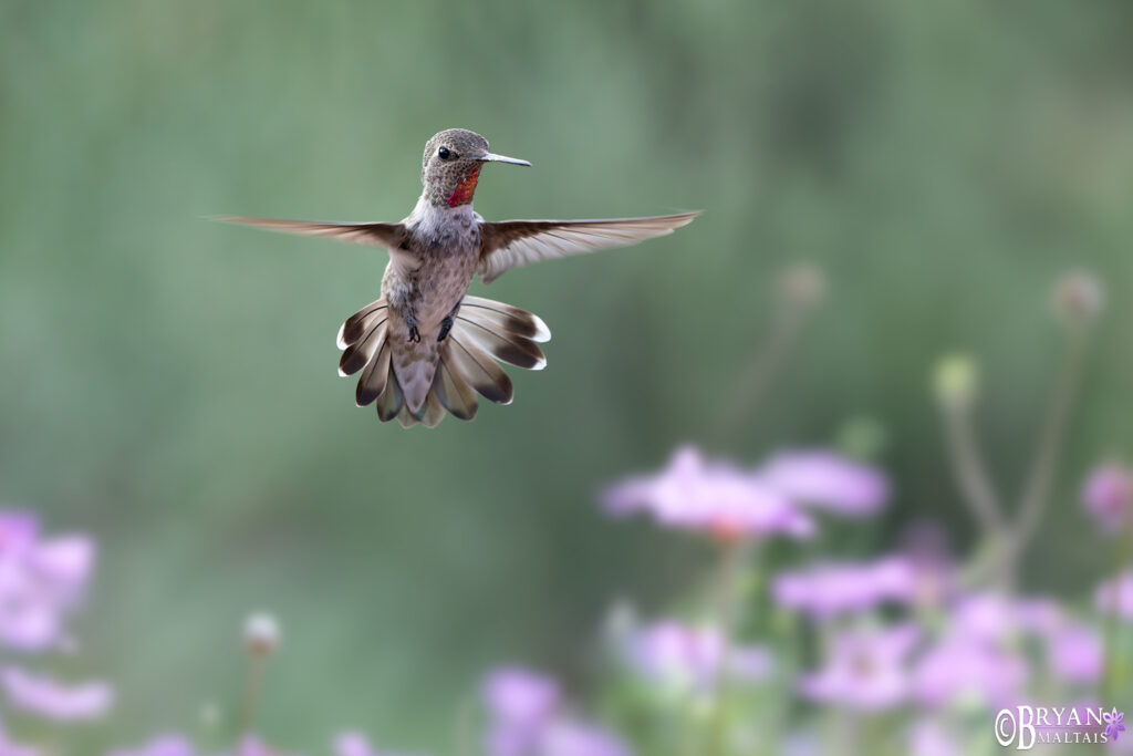 broad-tailed hummingbird sierra vista az photo print