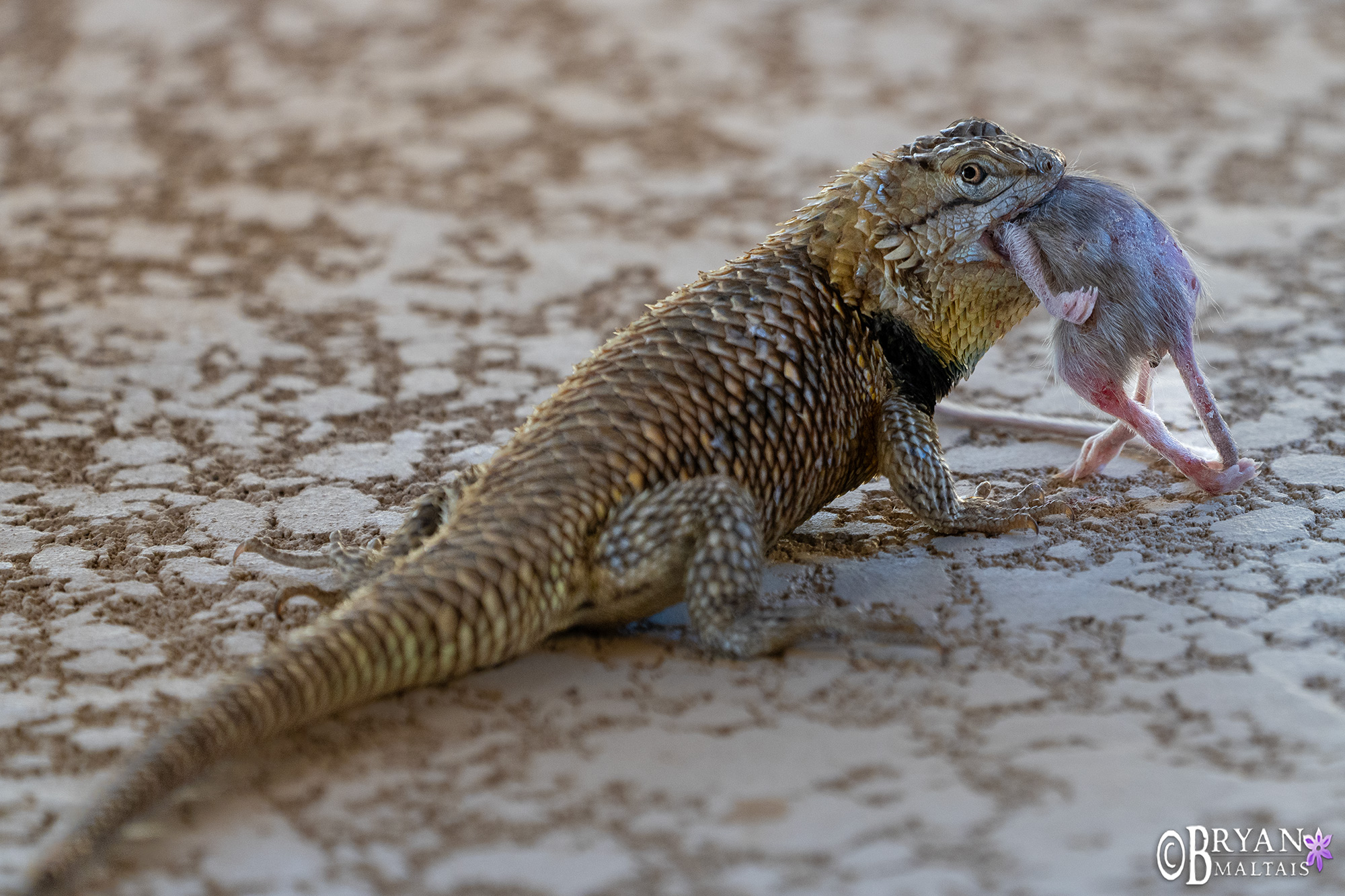 desert spiny lizard eating mouse