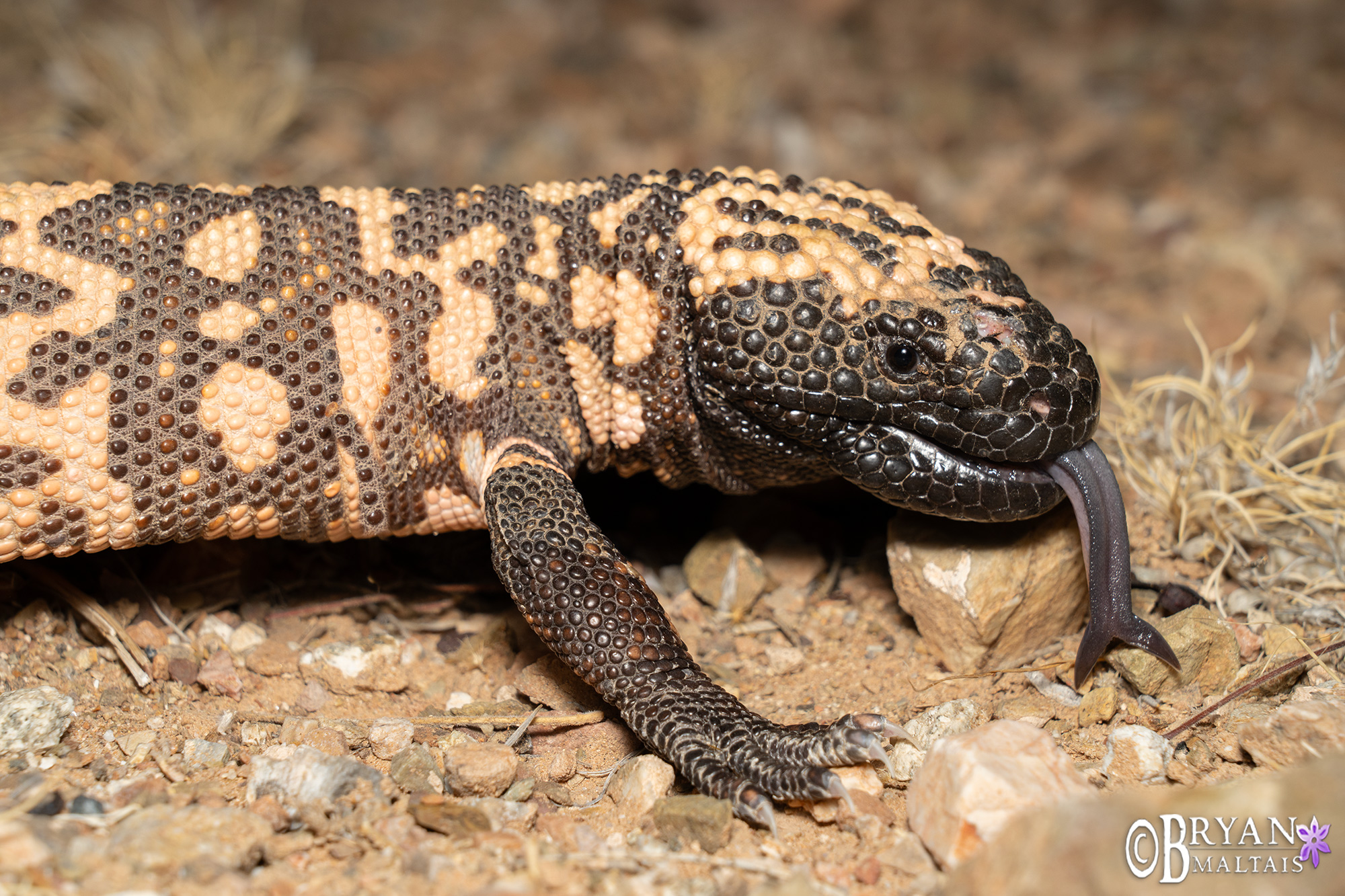 gila monster photo print tucson