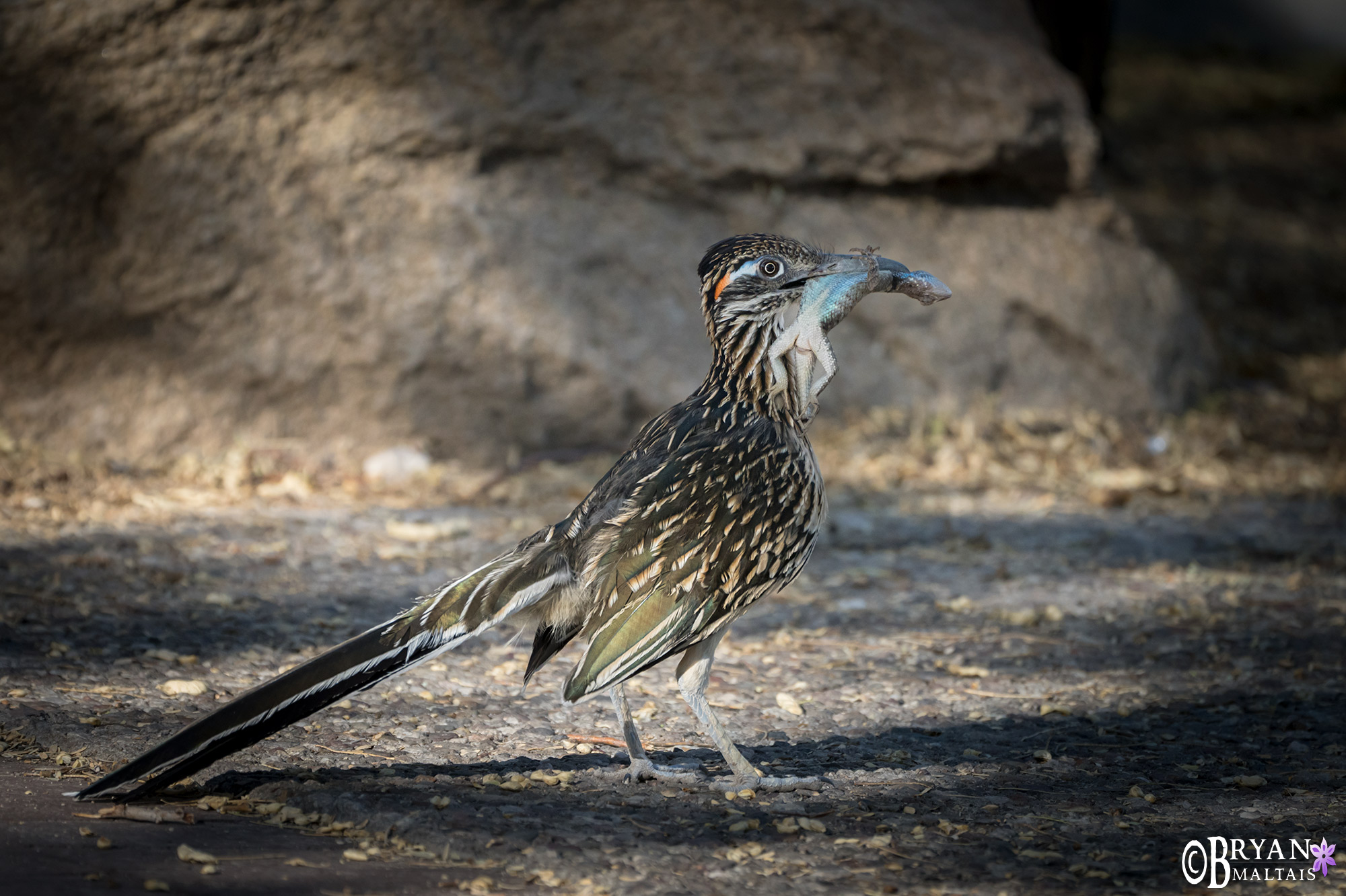 greater roadrunner with lizard