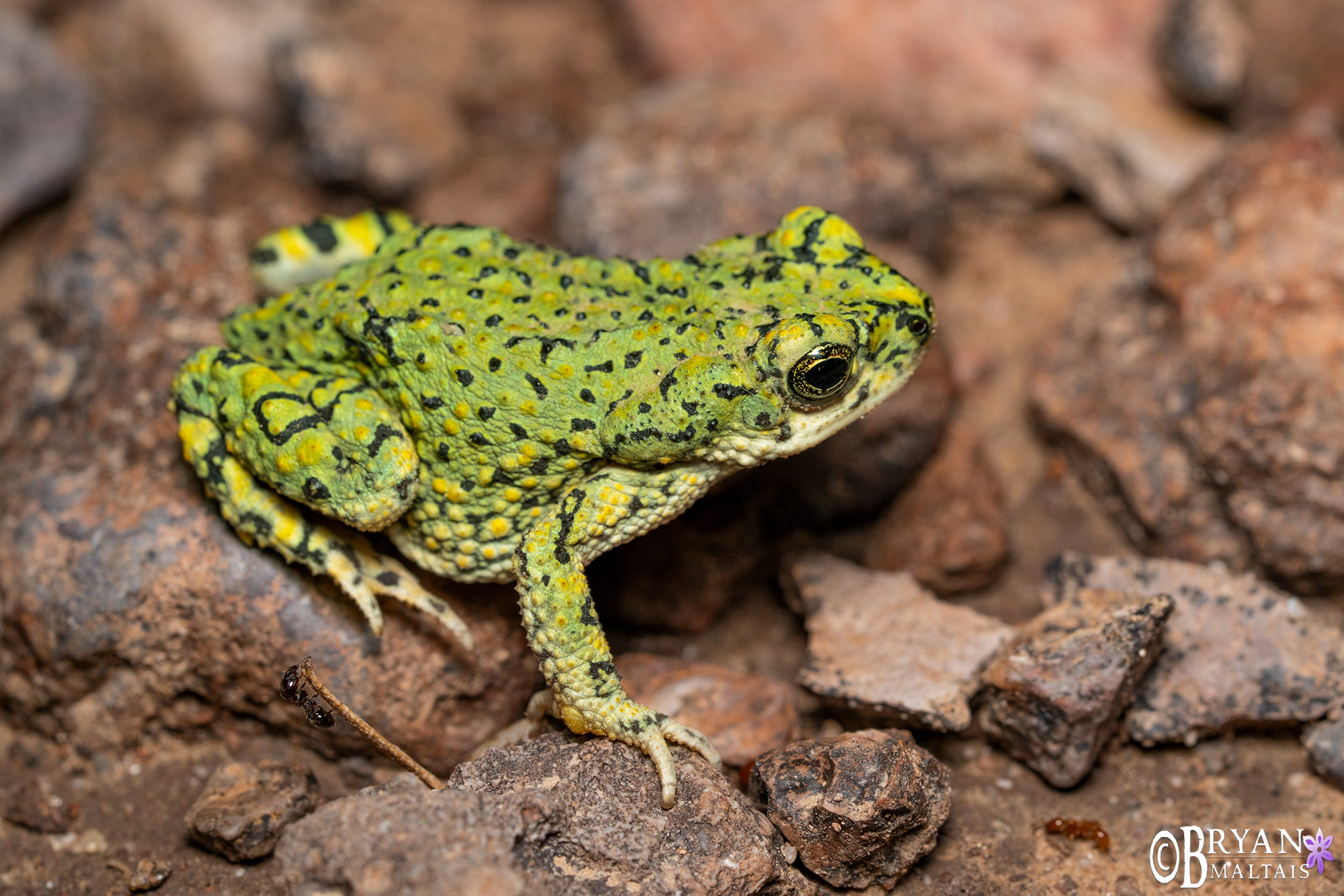 chihuahuan green toad south chiricahua