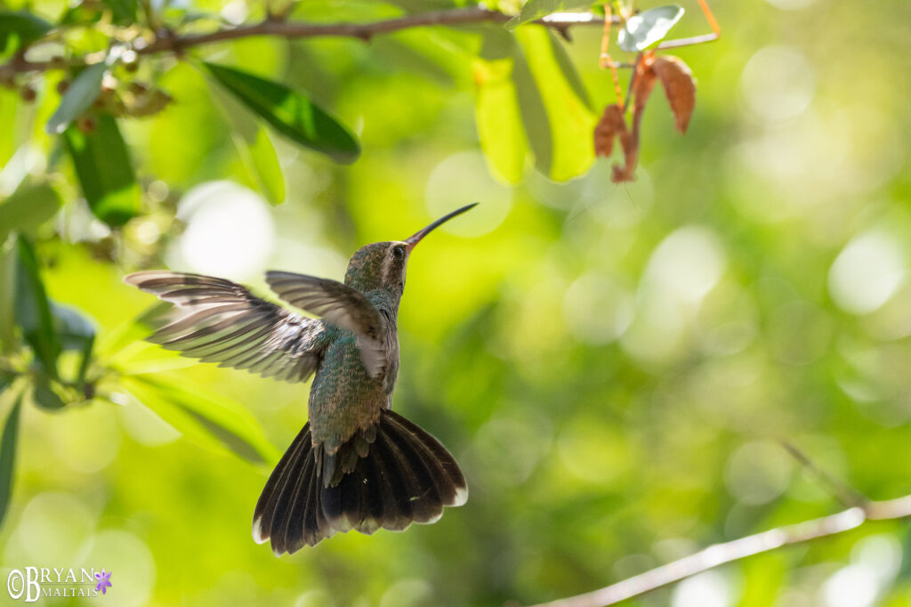 hummingbird alerting to mantis