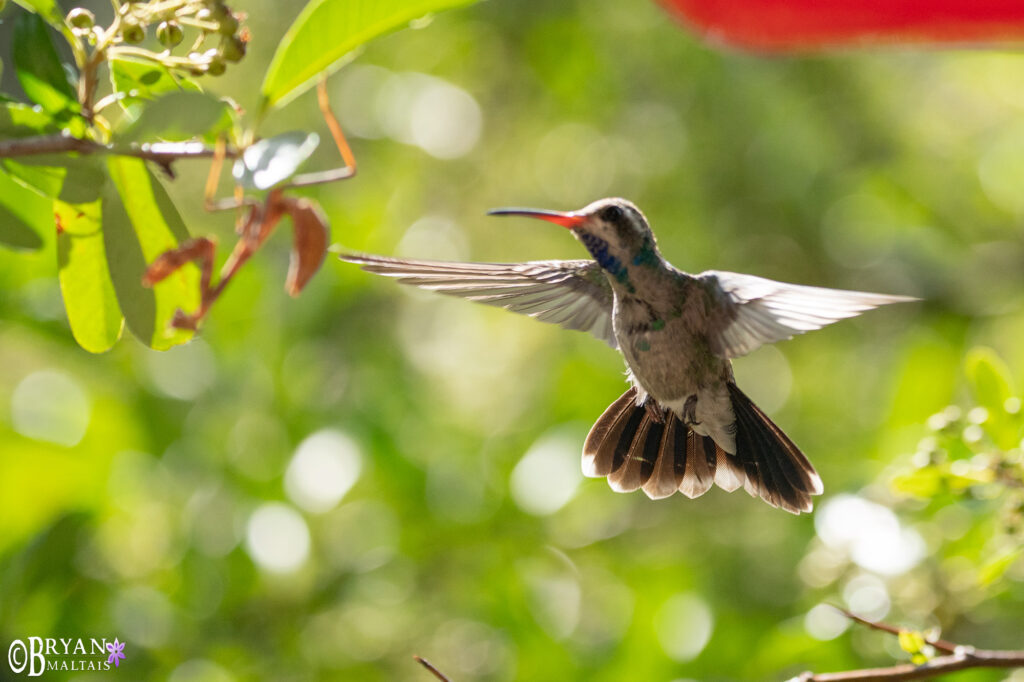 hummingbird pointing out praying mantis