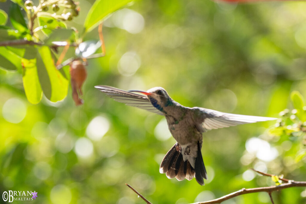 hummingbird pointing to praying mantis