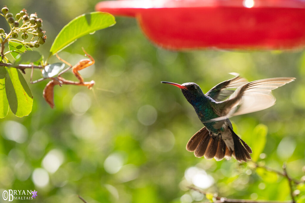 hummingbirds alerting to mantis