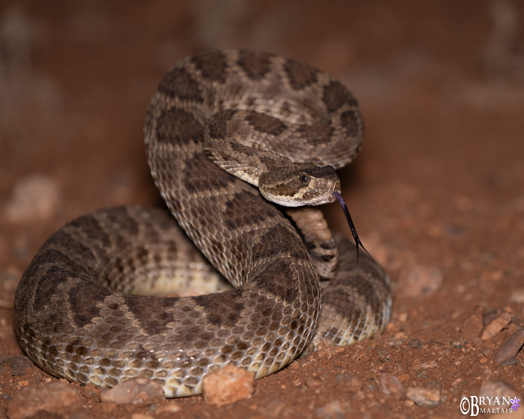 mojave rattlesnake arizona photo print