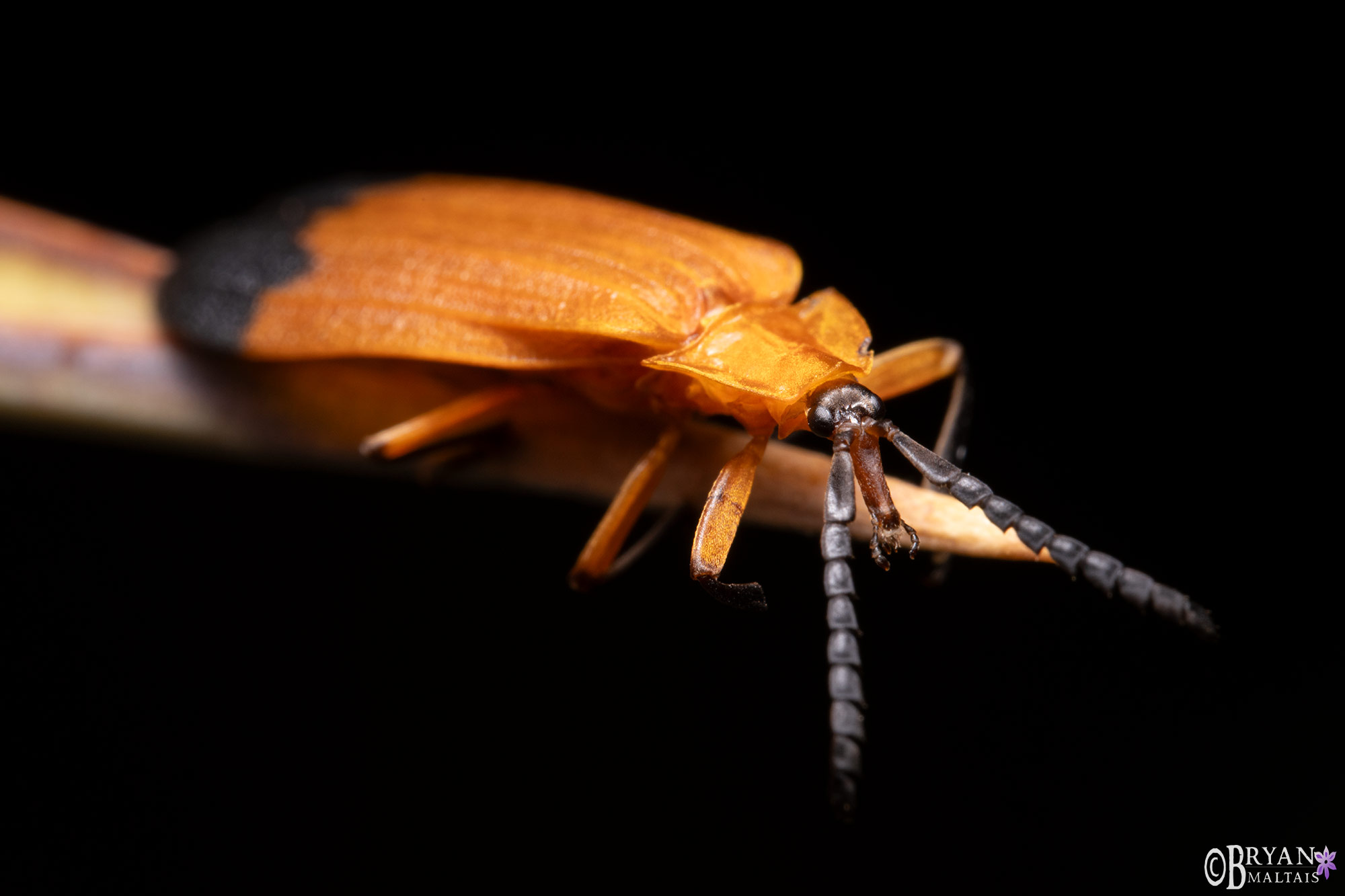 net winged beetle arizona