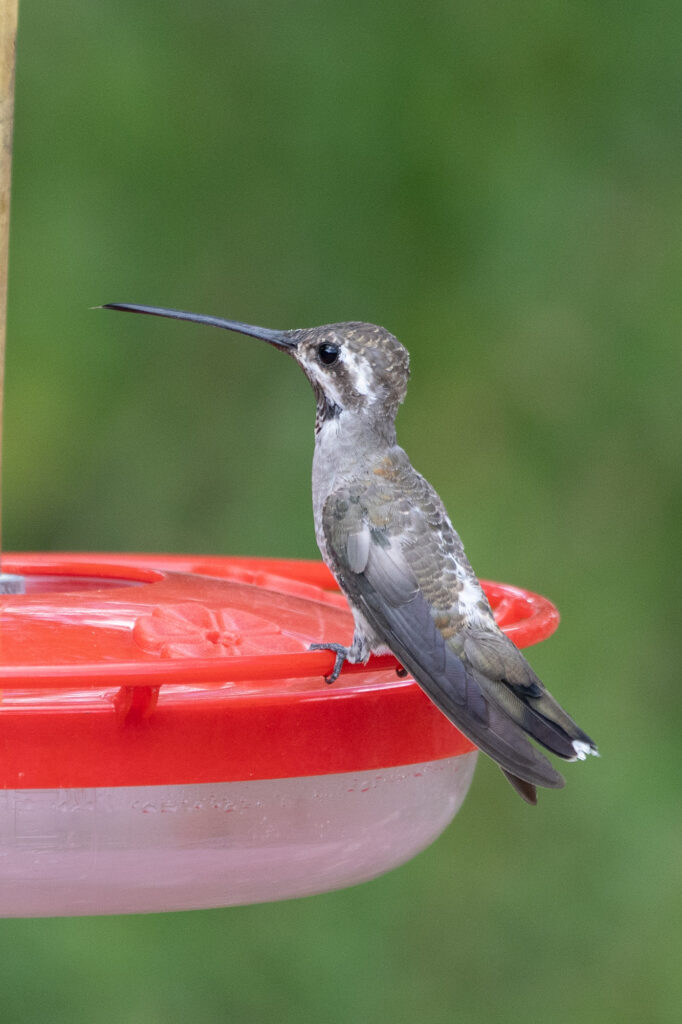 plain-capped starthroat hummingbird ash canyon sierra vista az