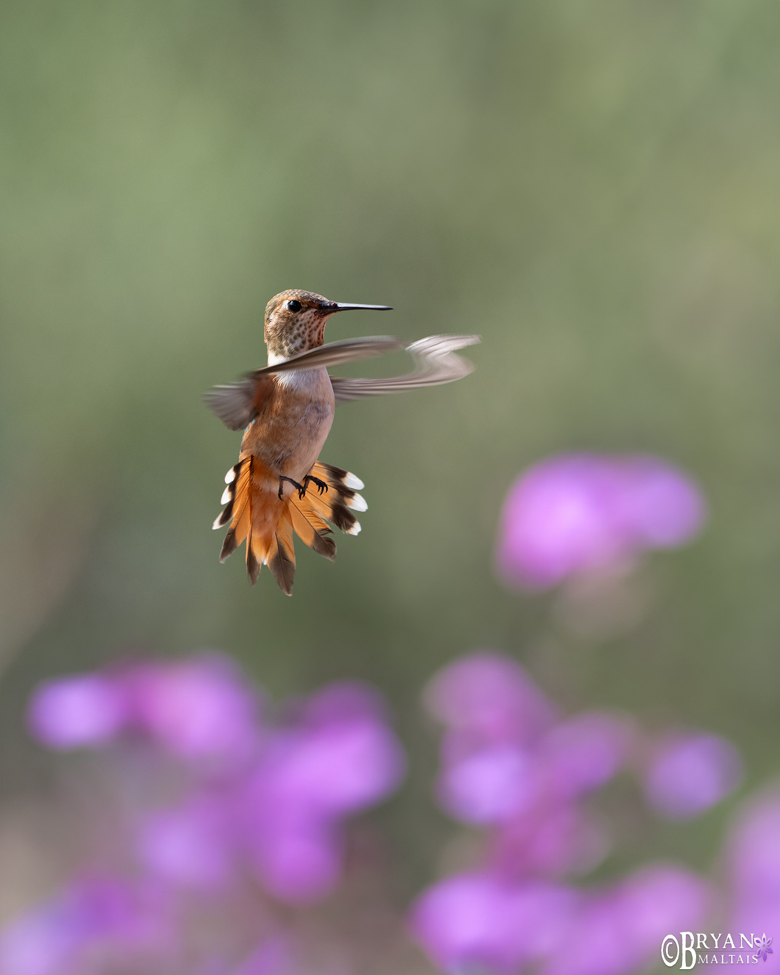 rufous hummingbird ash canyon sierra vista az photo print