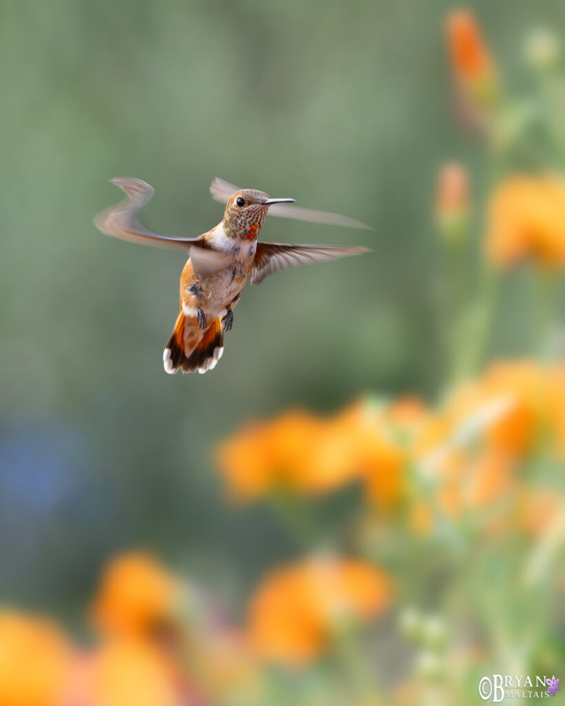 rufous hummingbird sierra vista photo print as