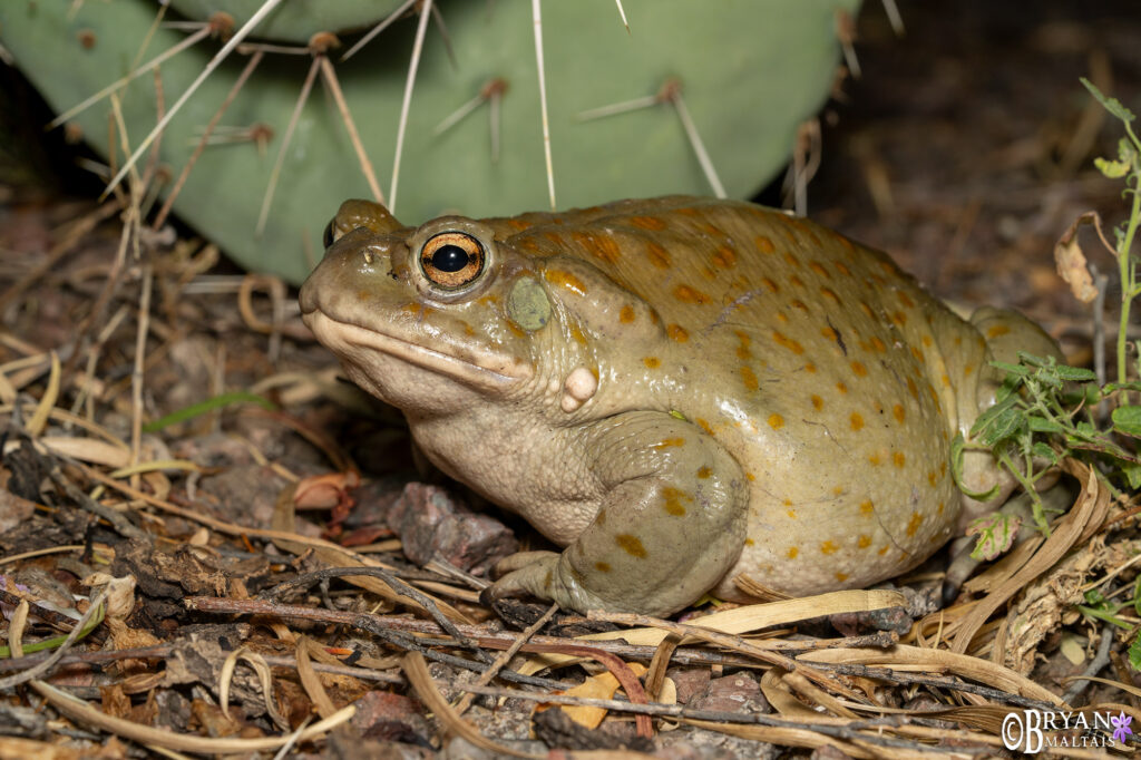 sonora desert toad