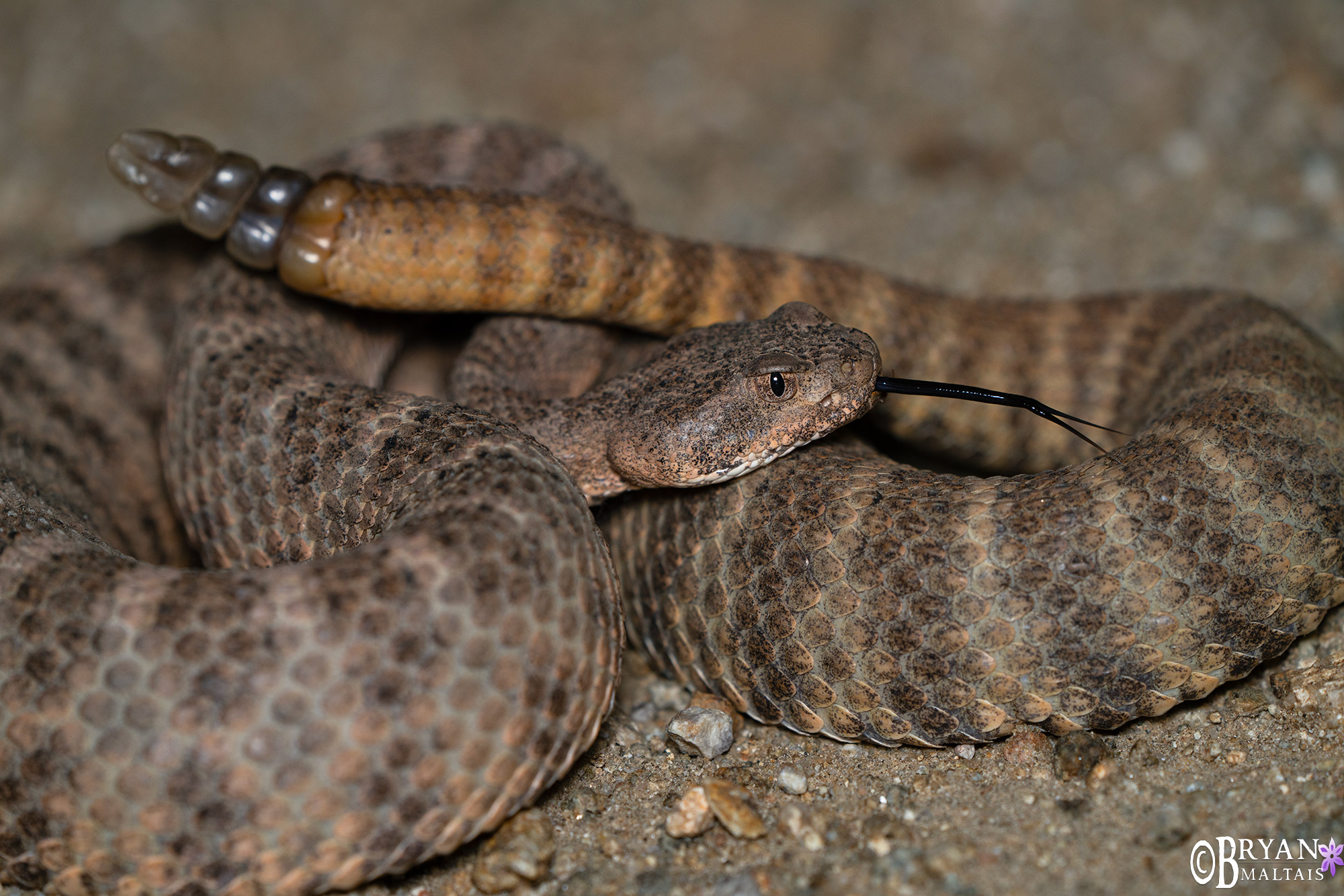 tiger rattlesnake tucson az