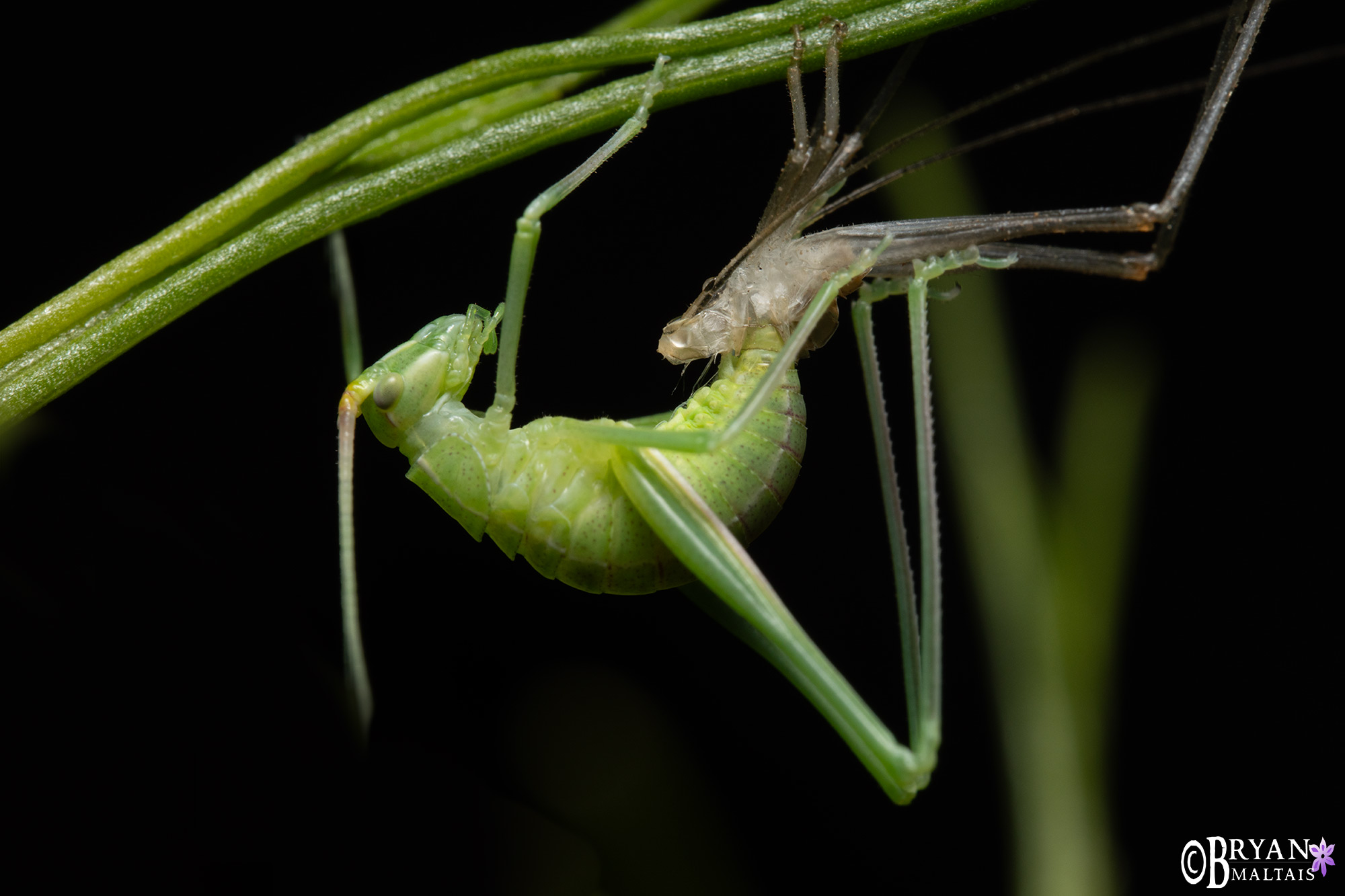 tree cricket molting