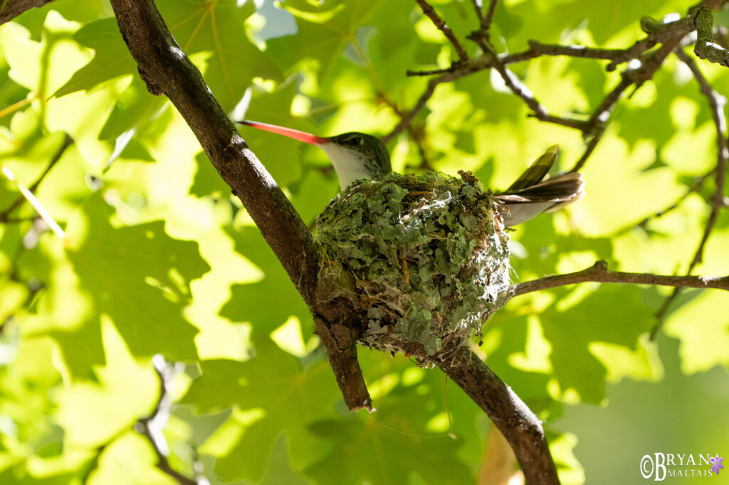violet crowned hummingbird ramsey canyon