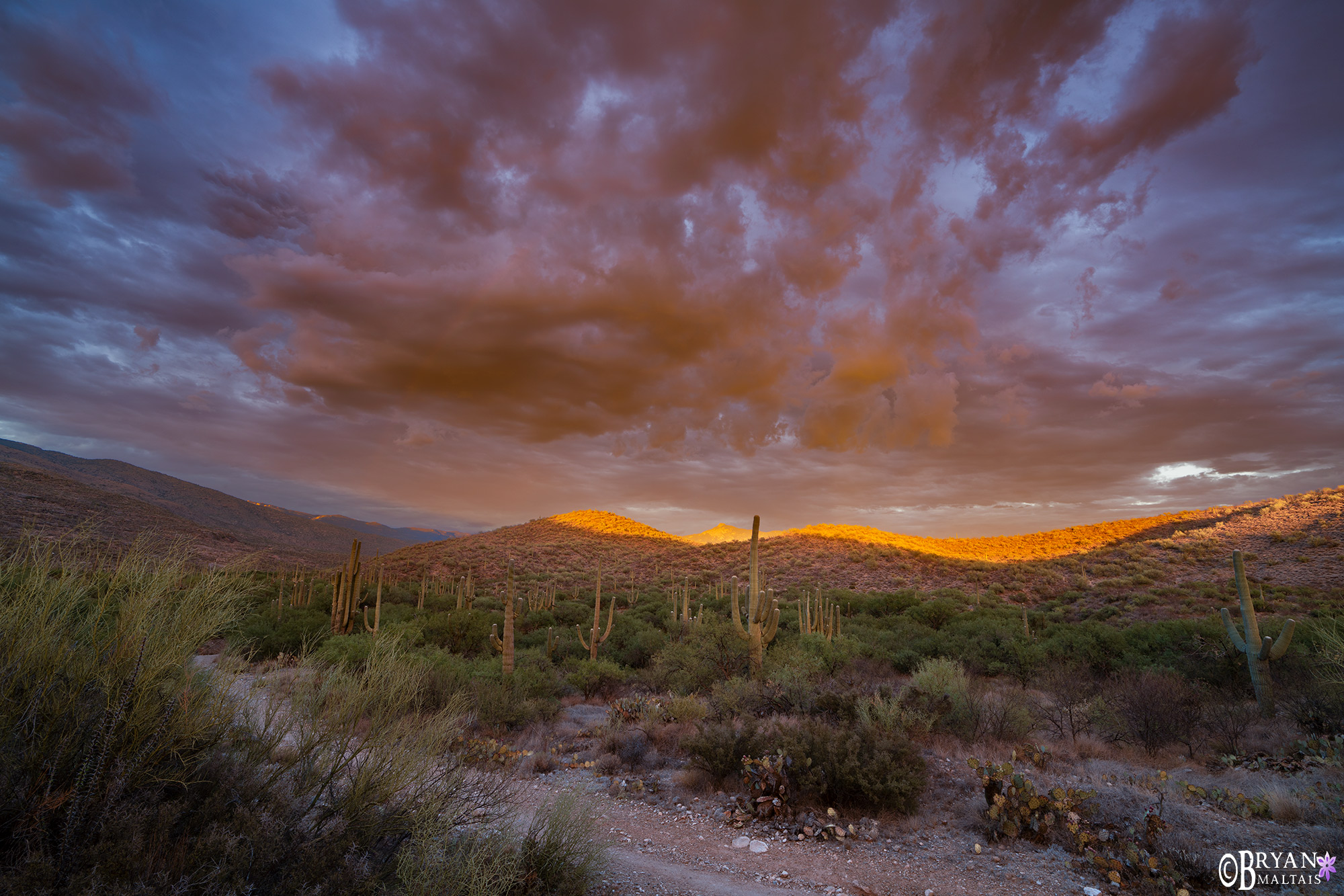 Saguaro National Park Red Sunset Tucson AZ Landscape Photo Print