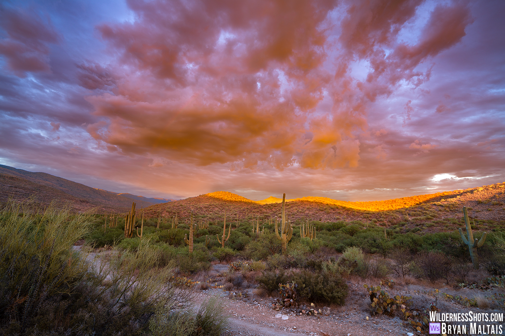 Saguaro National Park Red Sunset Tucson AZ Landscape Photo Print