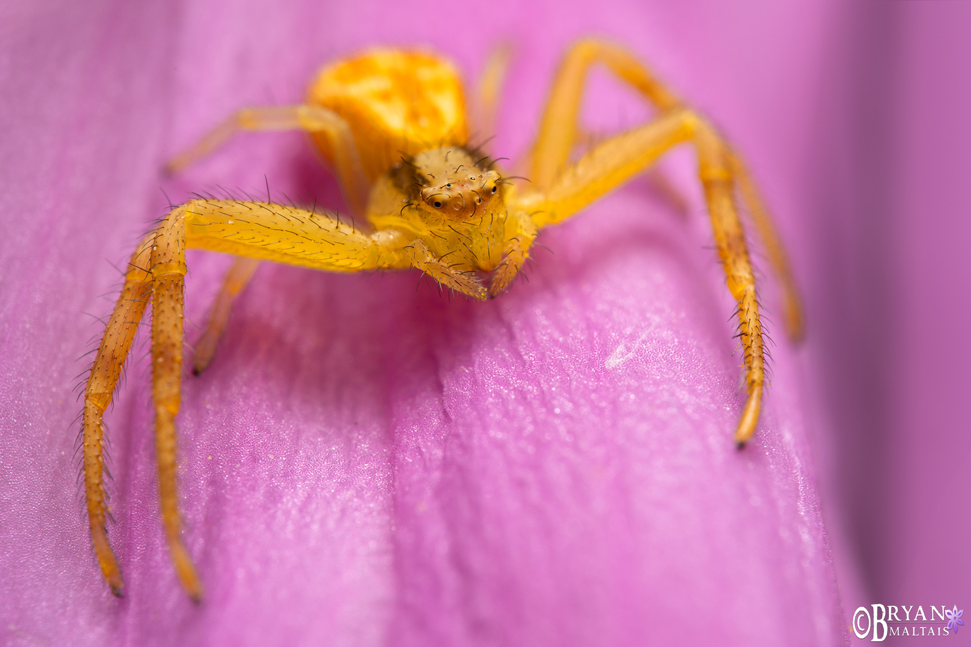 crab spider backyard super macro photography