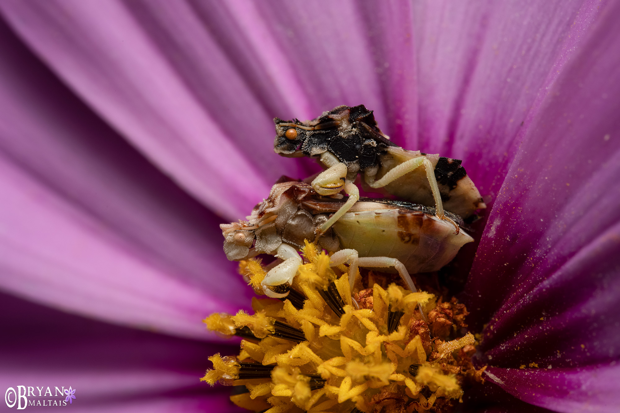 jagged ambush bugs mating pink flower backyard