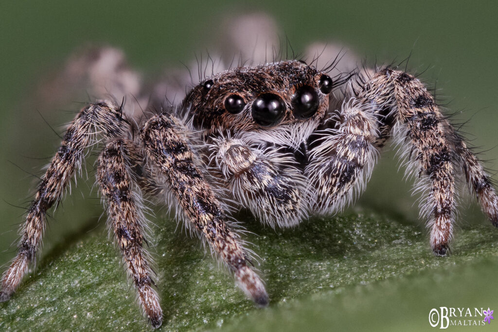 platycryptus jumping spider super macro photography