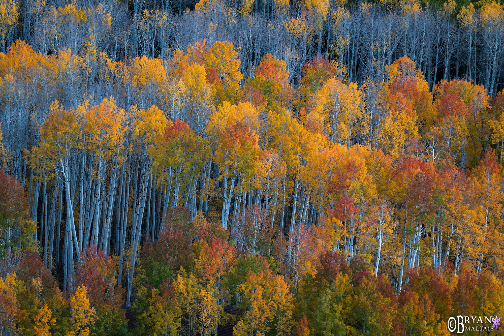 aspen forest trunks fall colors colorado landscape photos