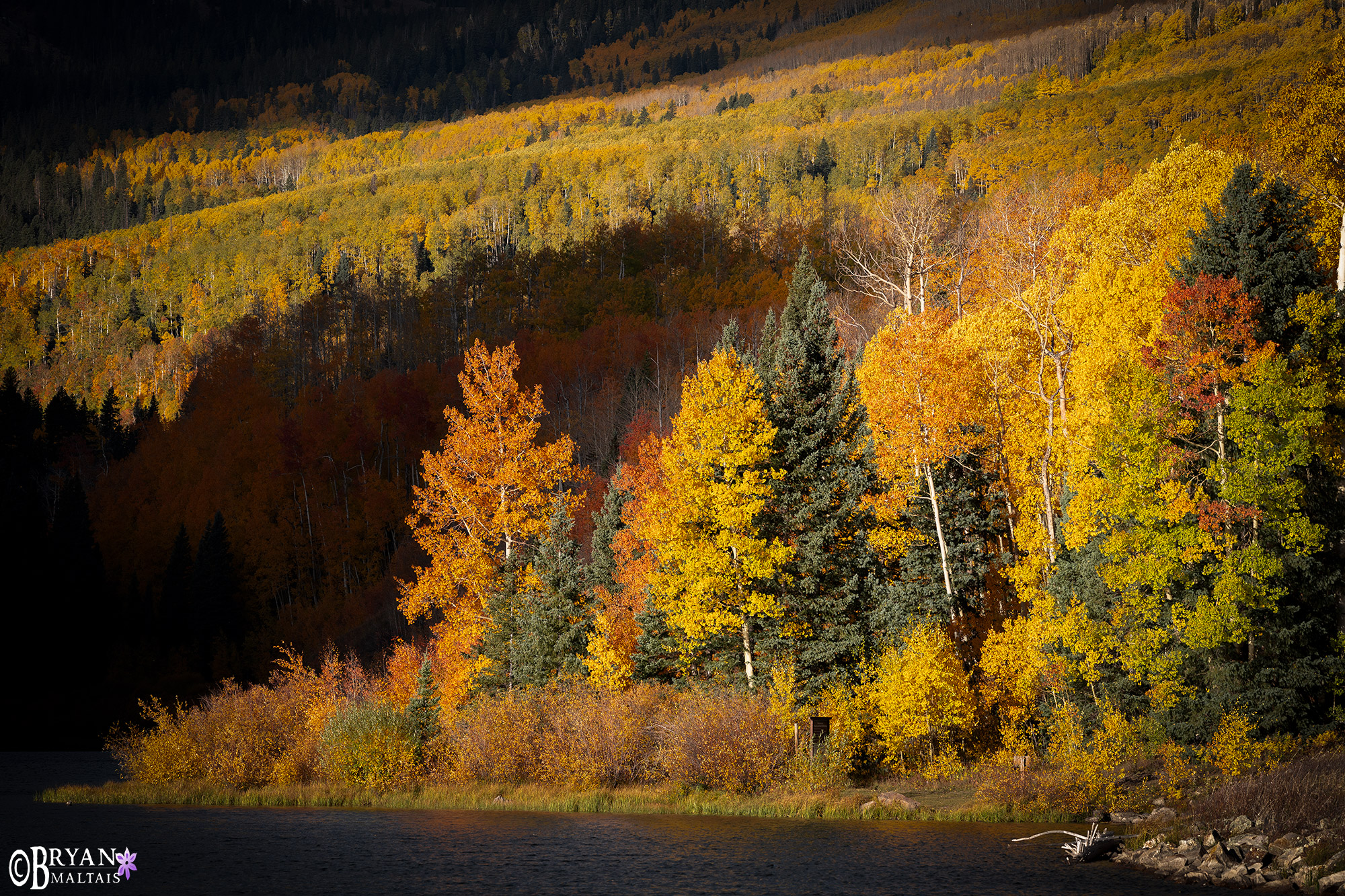 aspens fall colors telluride photo print