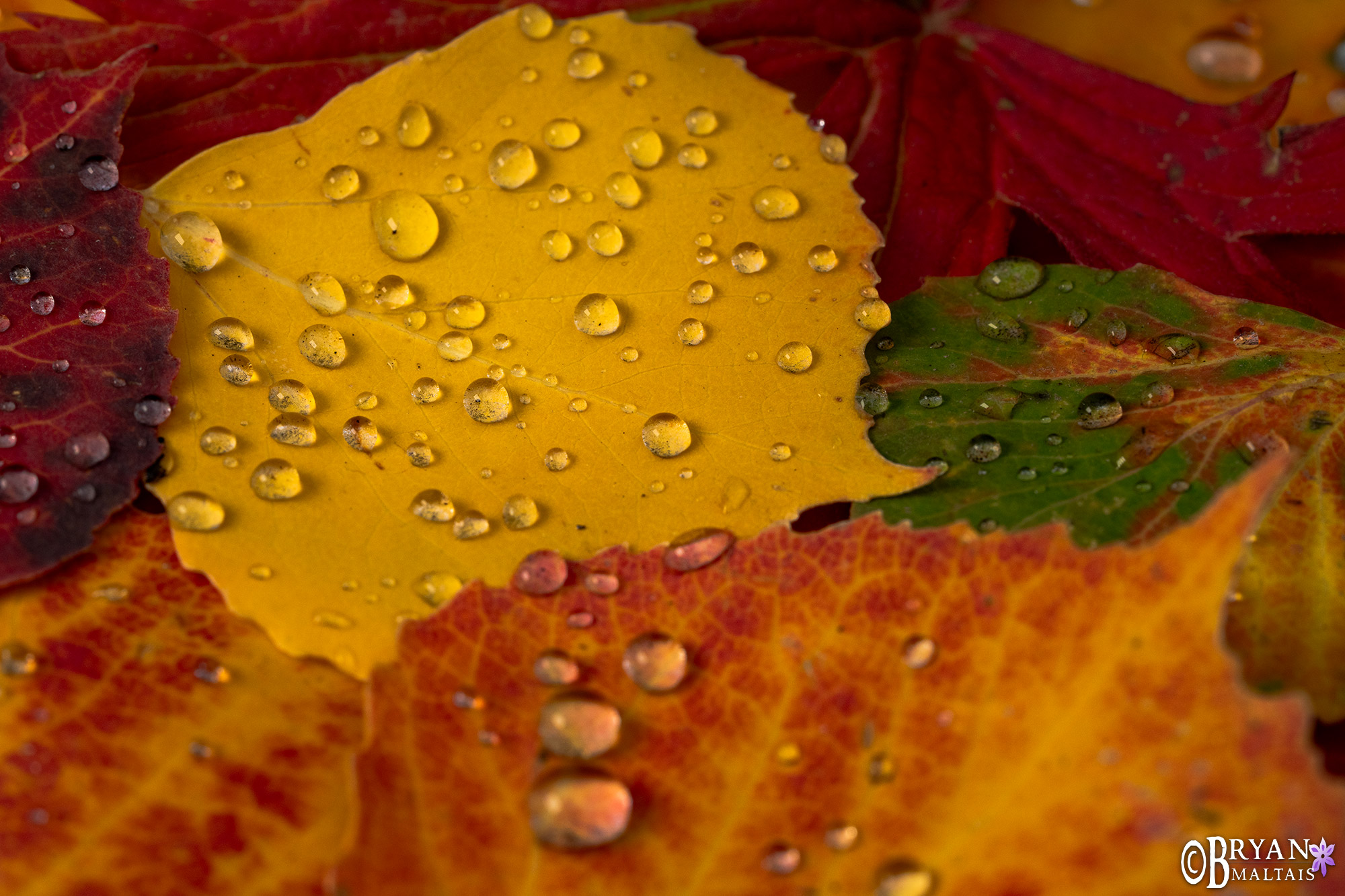 fall colors aspen leaves with water dropplets