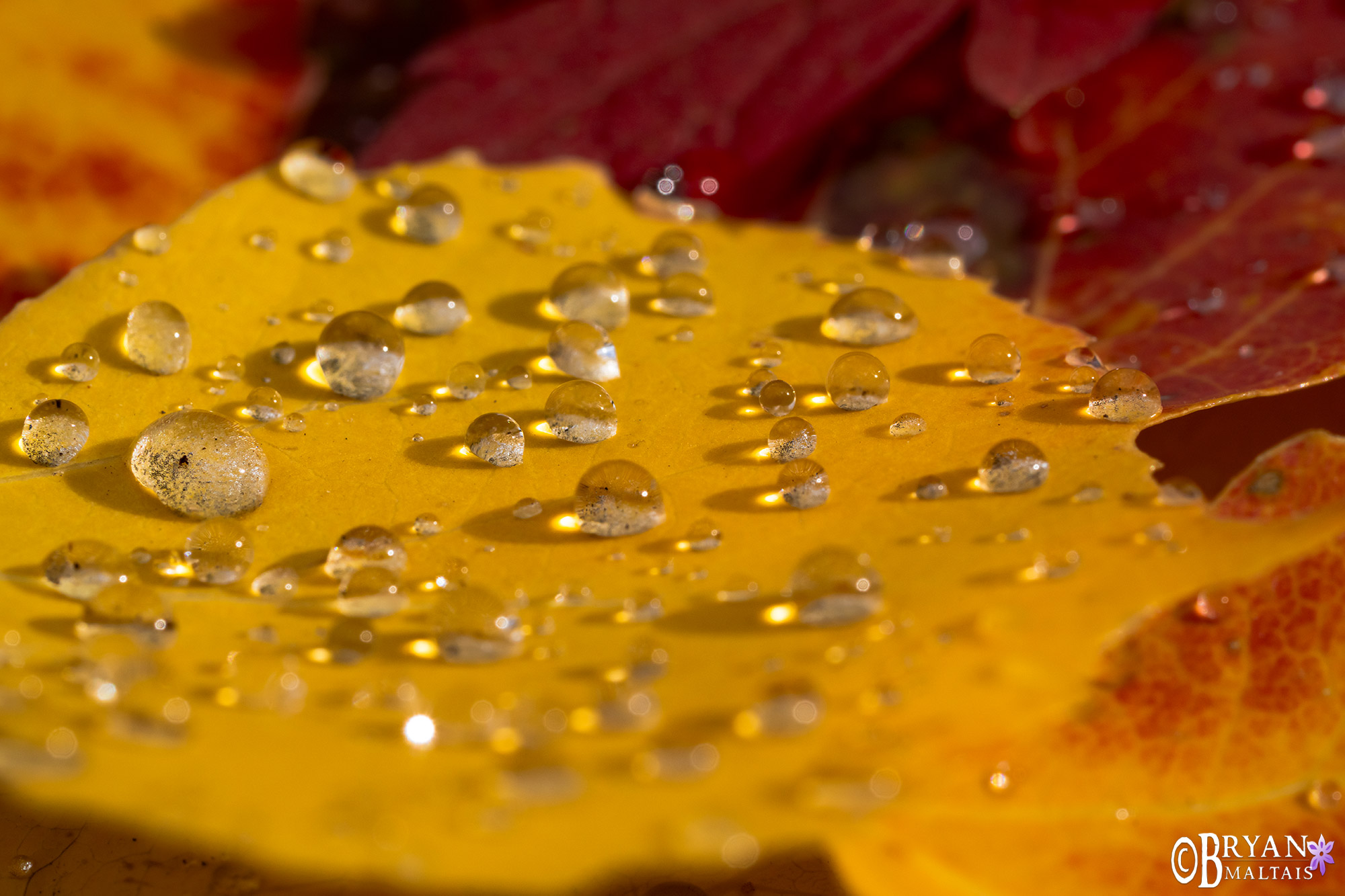 fall colors leaves with water dropplets